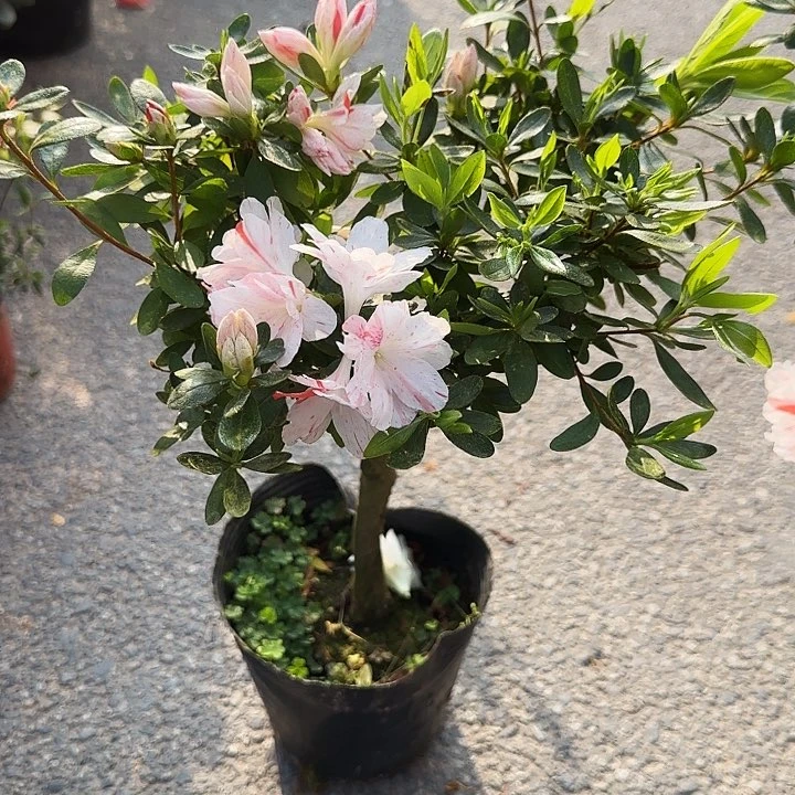 杜鹃盆景杜鹃老桩阳*14