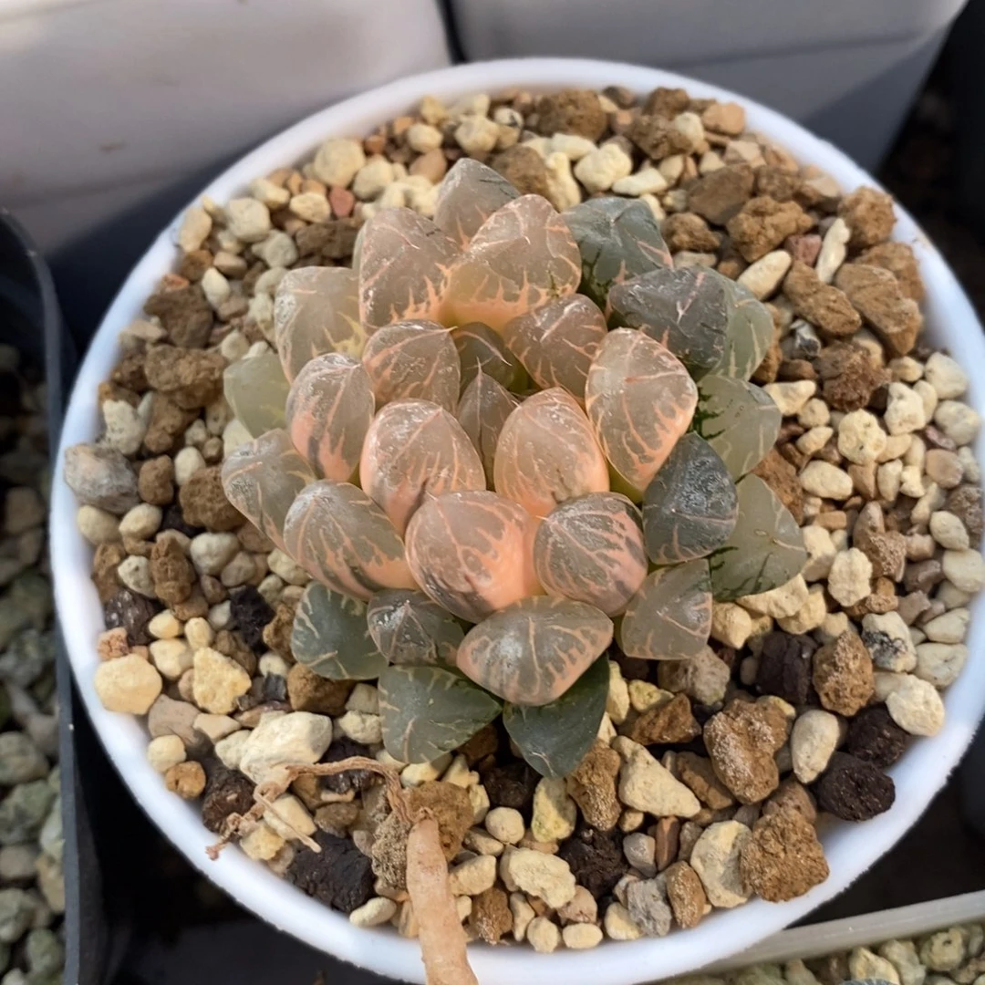 一颗实生糊斑玉露锦 开播福利