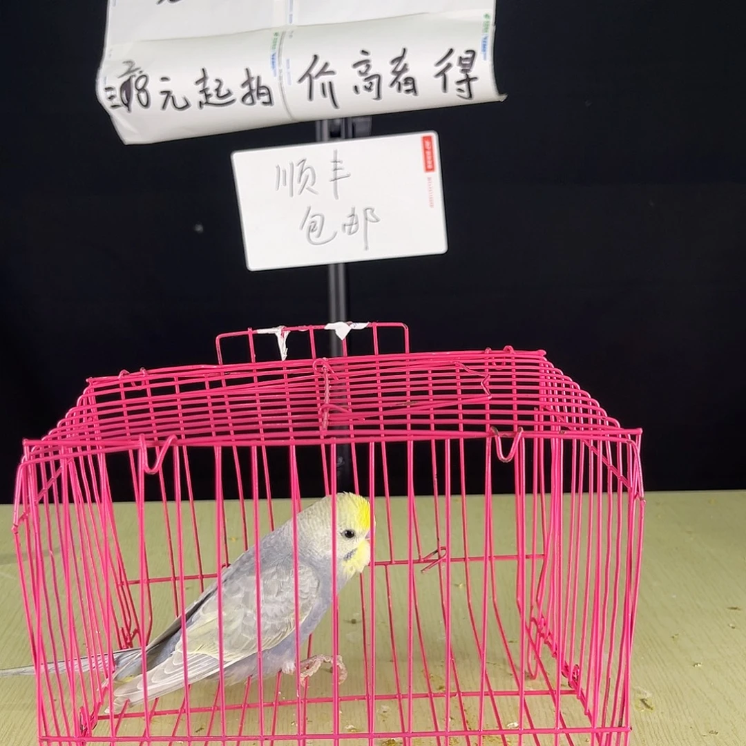 幸***家虎皮鹦鹉金彩一只，，
