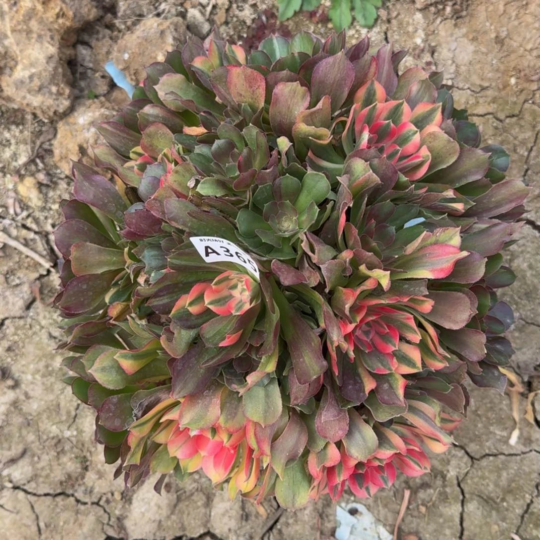 365韶修七彩多肉植物