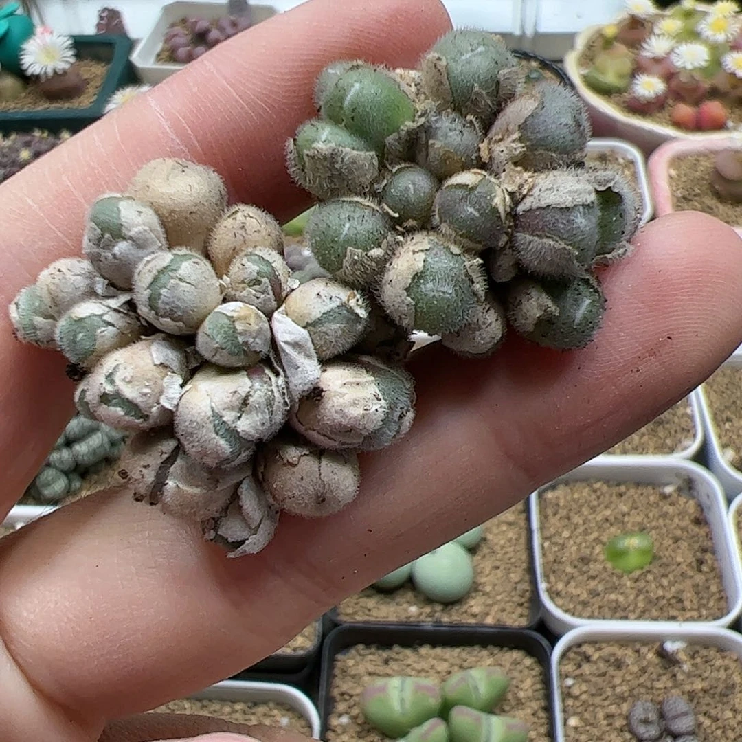 【闪购商品】302 双11福利
