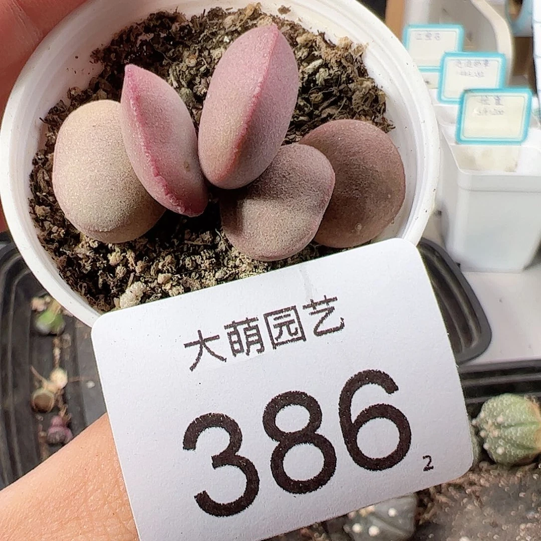 0000386红蛋带盆土发