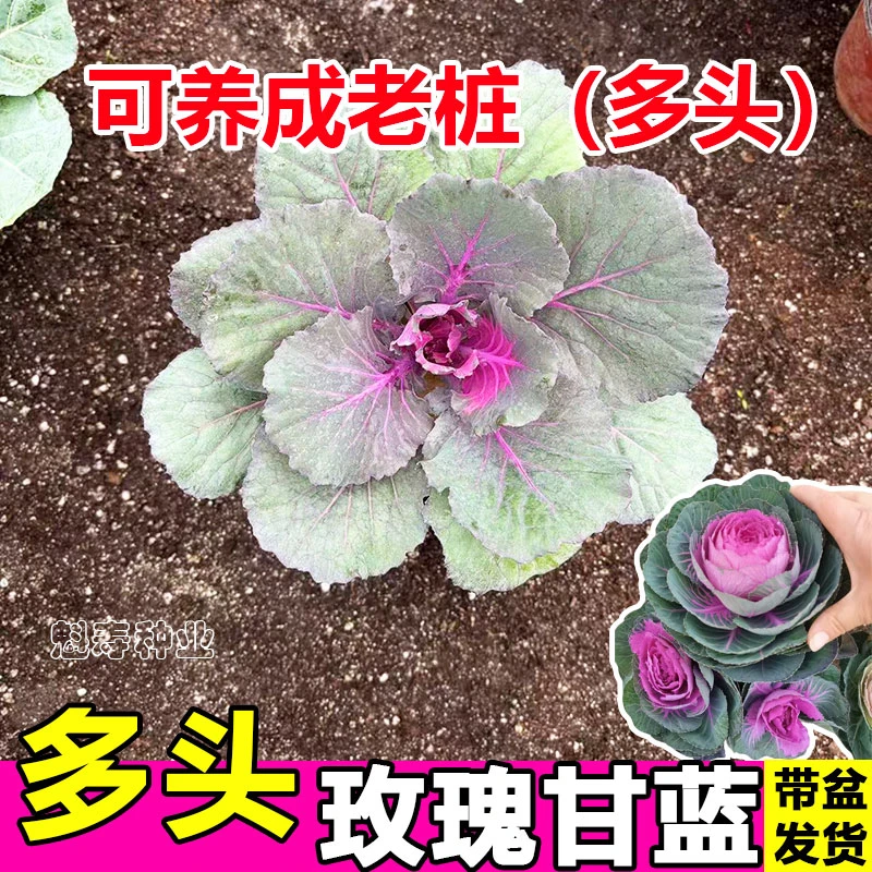 多头羽衣甘蓝盆栽地栽秧苗种子冬日玫瑰耐严寒多年生花卉老桩耐寒