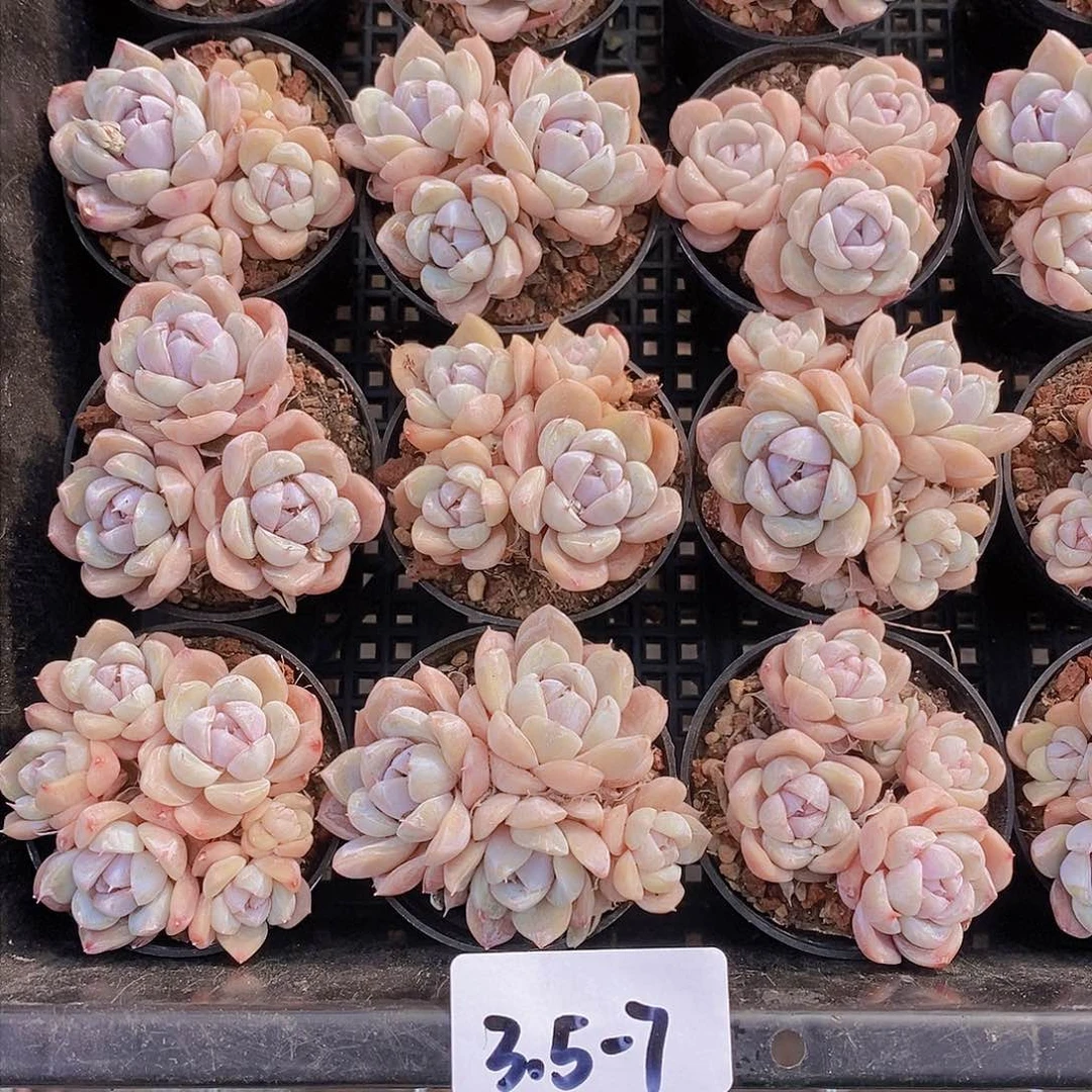 3.5-7-紫心汉堡小群福利一颗 量拍
