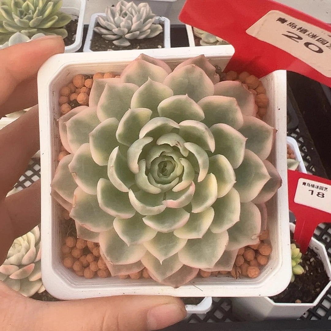 20号沙漠玫瑰锦多肉植物
