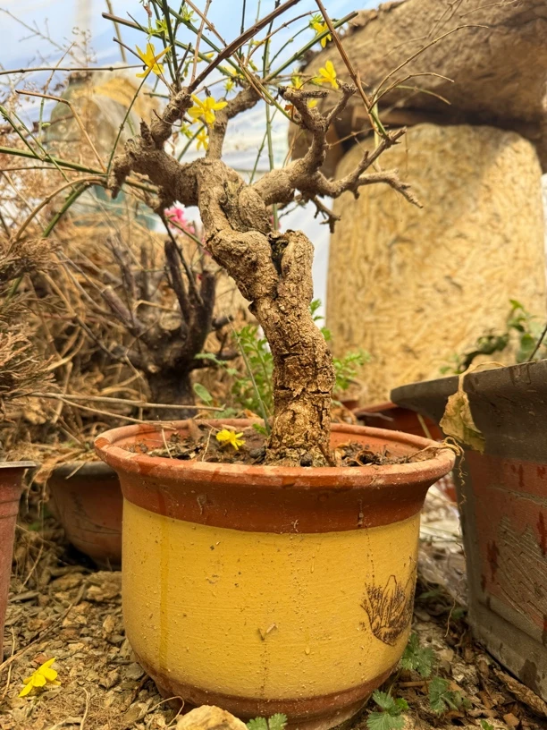 迎春花 带盆直播间一物一拍
