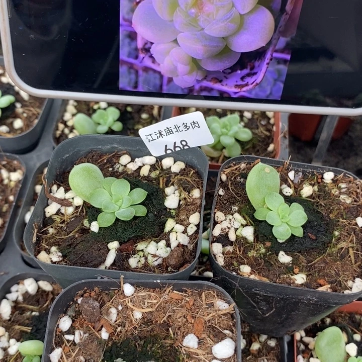 标668财富F 一个量