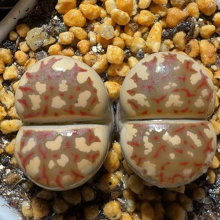 生石花1111111。   368