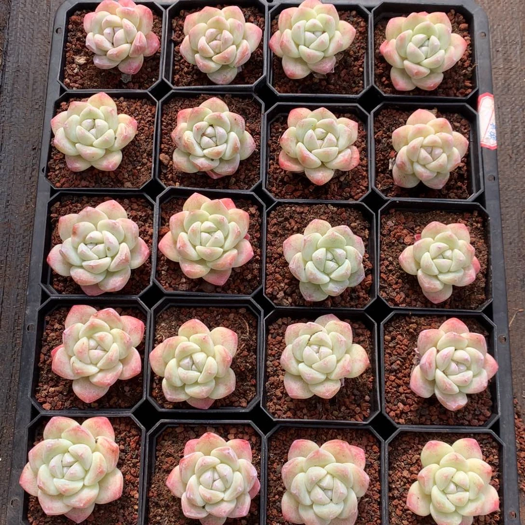 442号新疆西藏内蒙古不包邮的