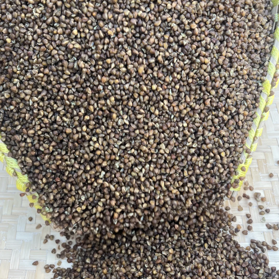 贵州乌蒙大山特产，苦荞米