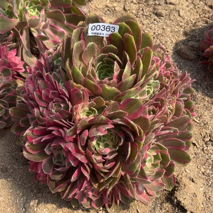 青*00363男神多肉植物