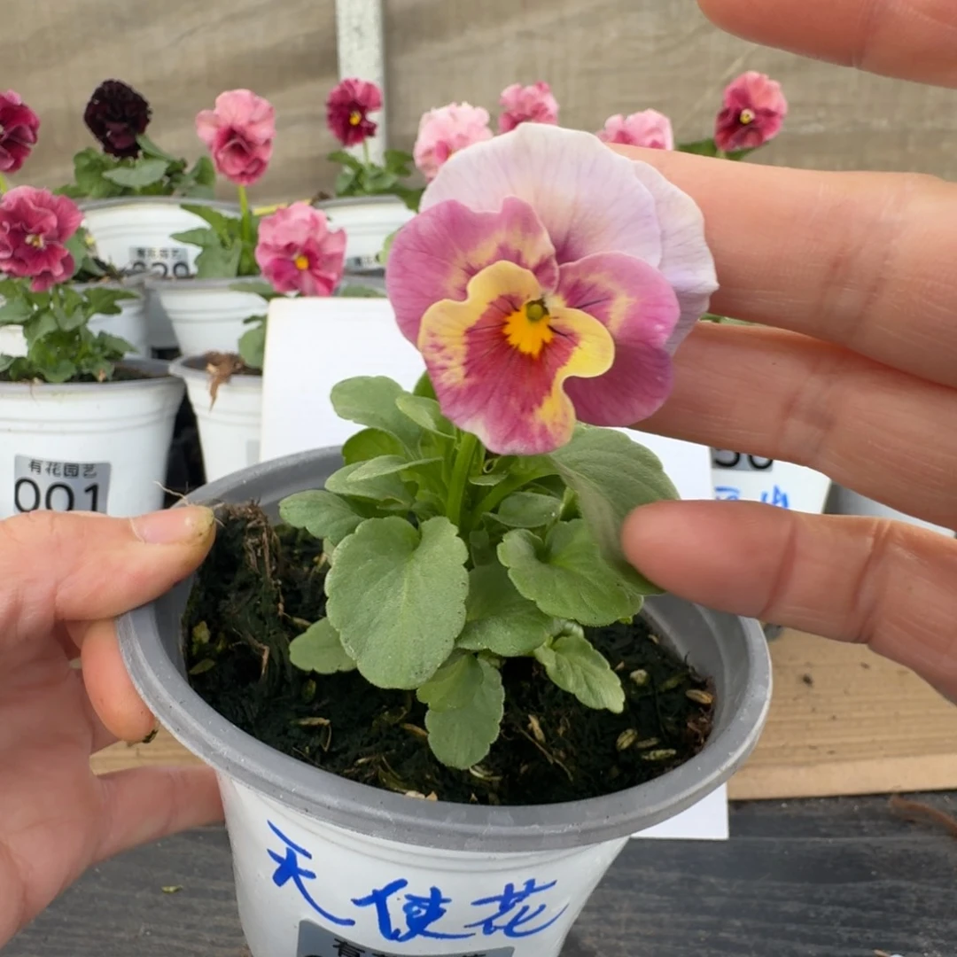 无花朵097号角堇