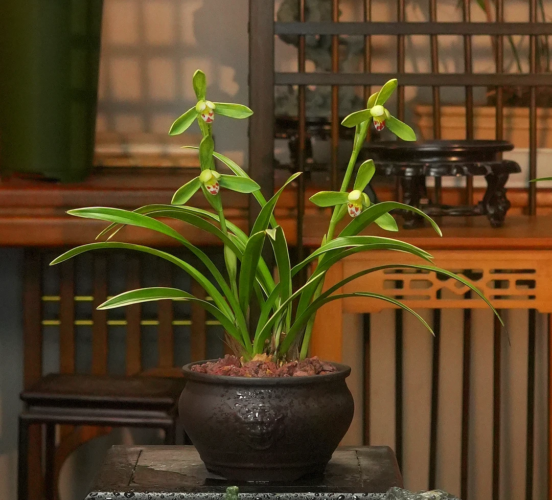 建兰铭品【金边翠云】 陶瓷盆 幽香兰花 室内好养易活