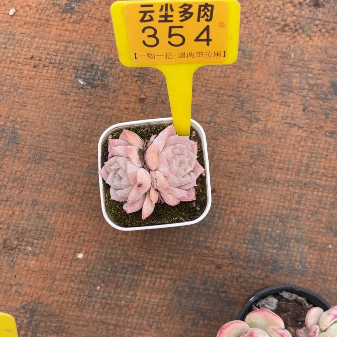 傻***এ云尘多肉一物一拍354