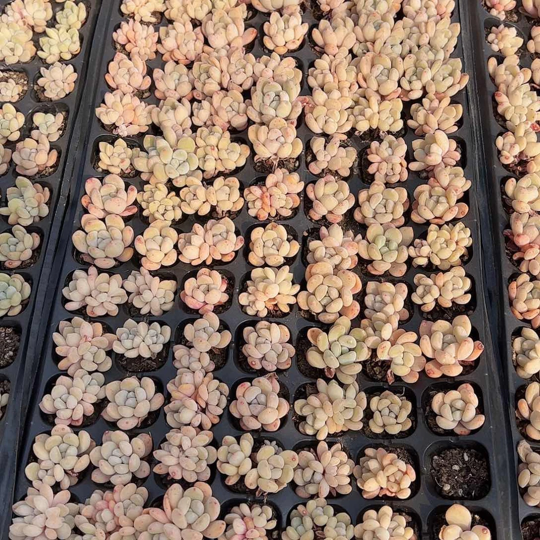 直播福利一物一拍29