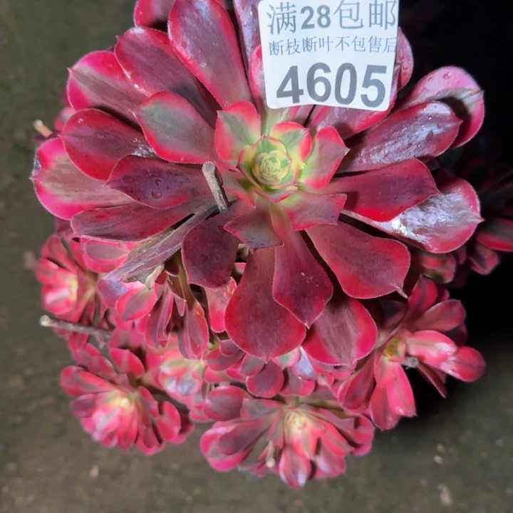 4605美杜莎多肉植物