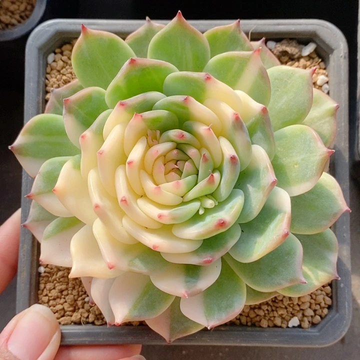 吉娃娃锦11.5厘米多肉植物