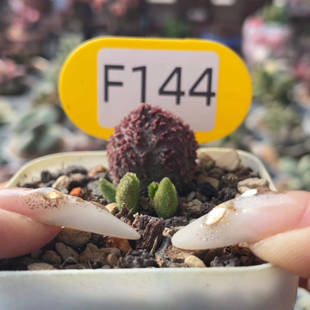 小*子    射手座。 F144。