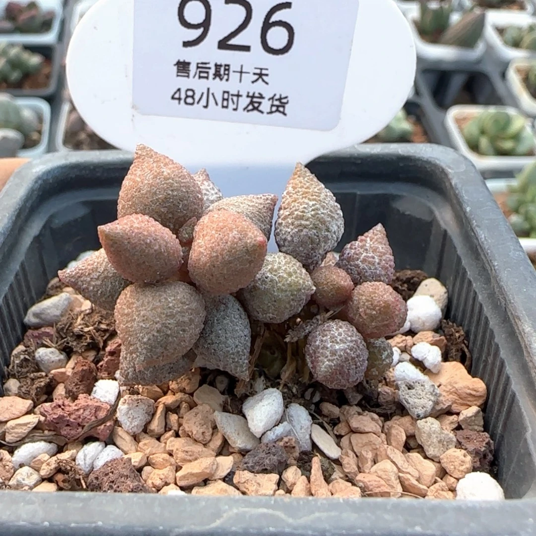 小辣椒。   926。