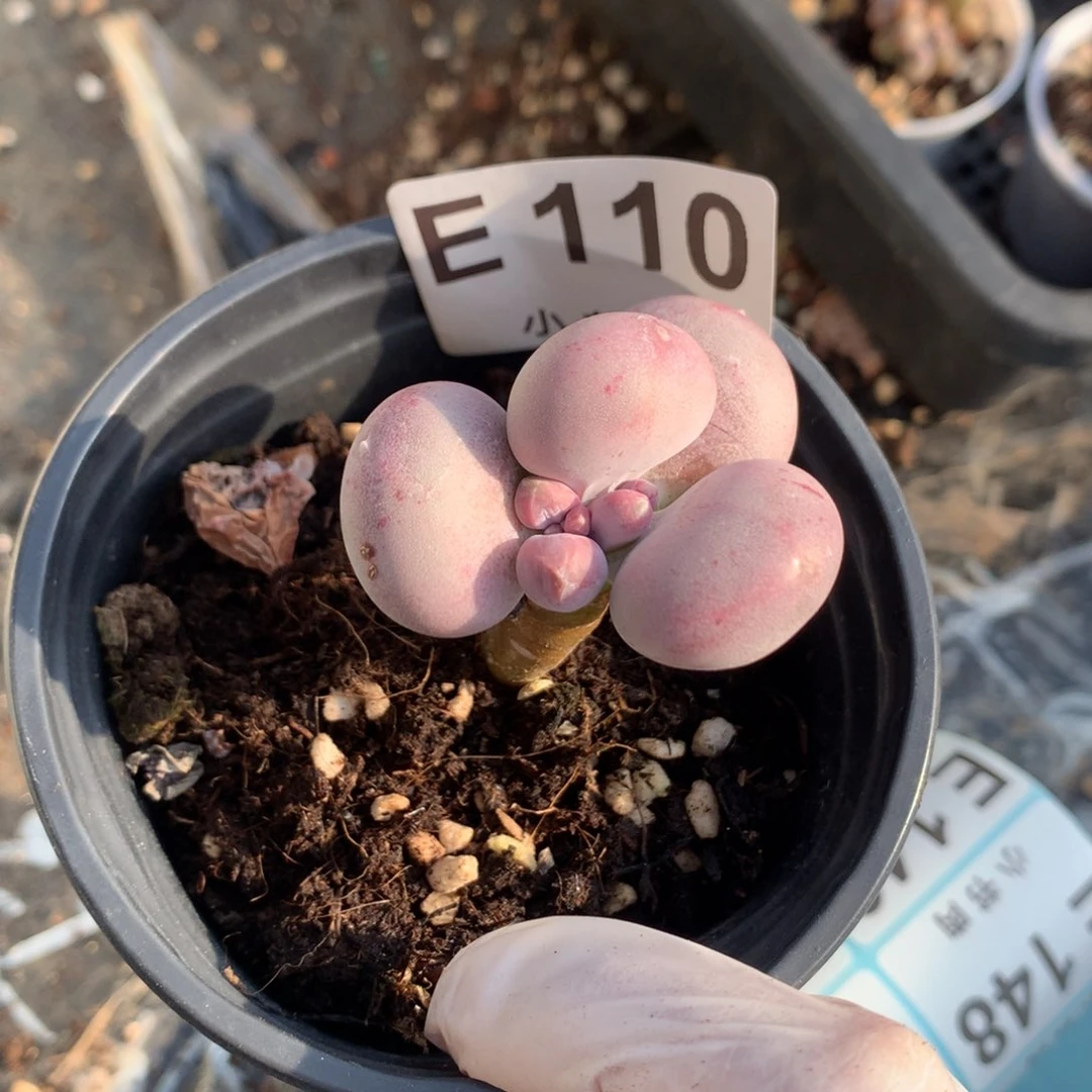 瑕疵小屁桃奶酪无售后多肉