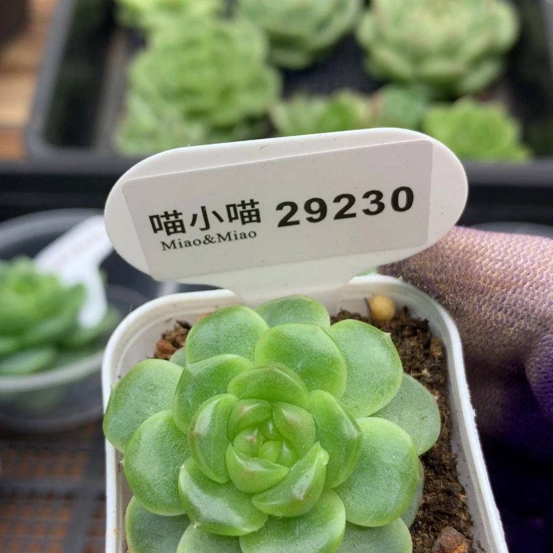 多肉植物杂交珍妮