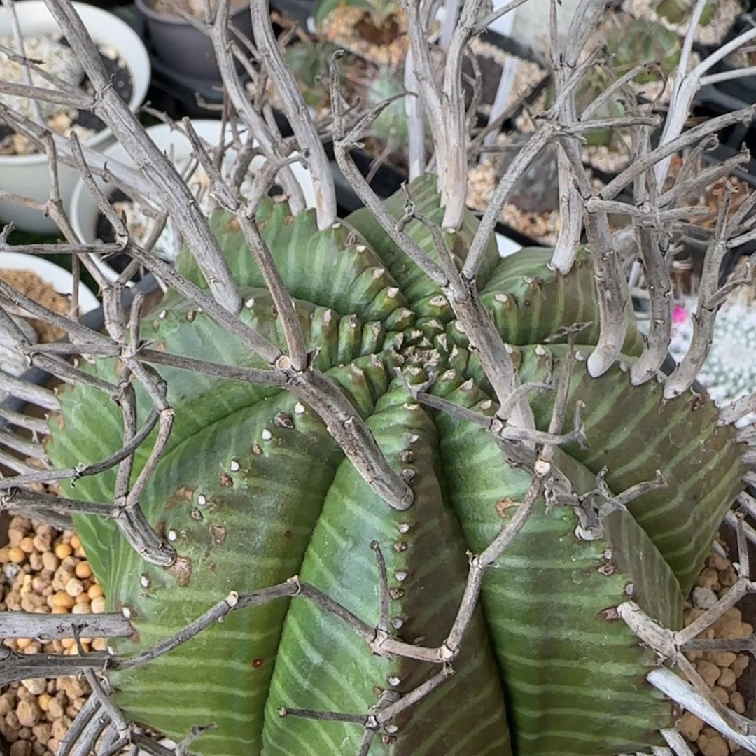 脱土发 实生优选 法立达