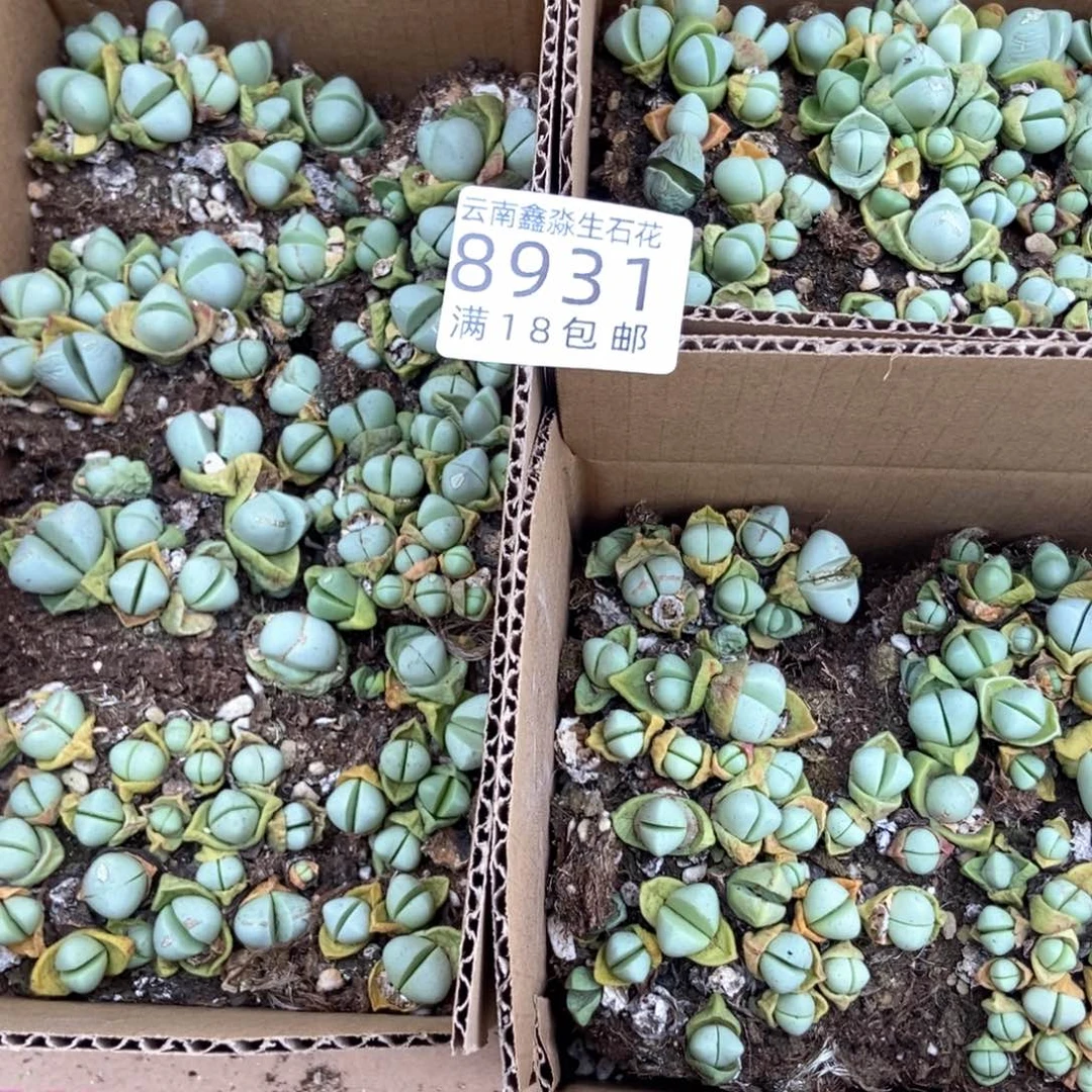 8931特价金玲一盒微瑕