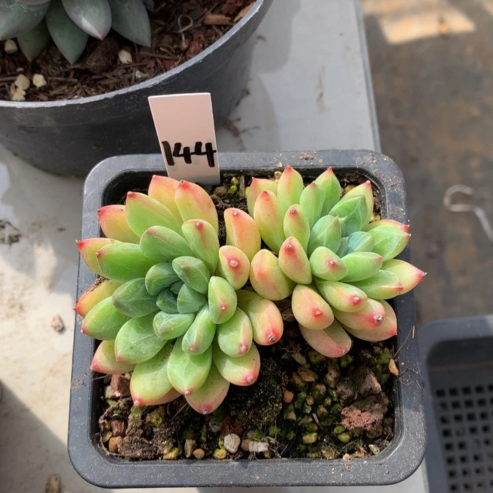 多肉植物727272737383