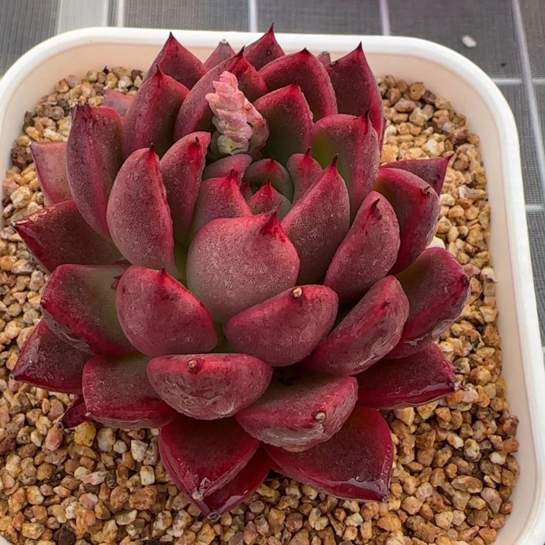 从前慢花园精选多肉多肉