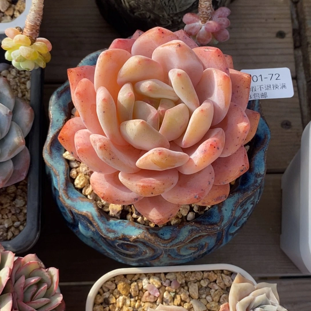 土***土72号多肉小可爱一个呀