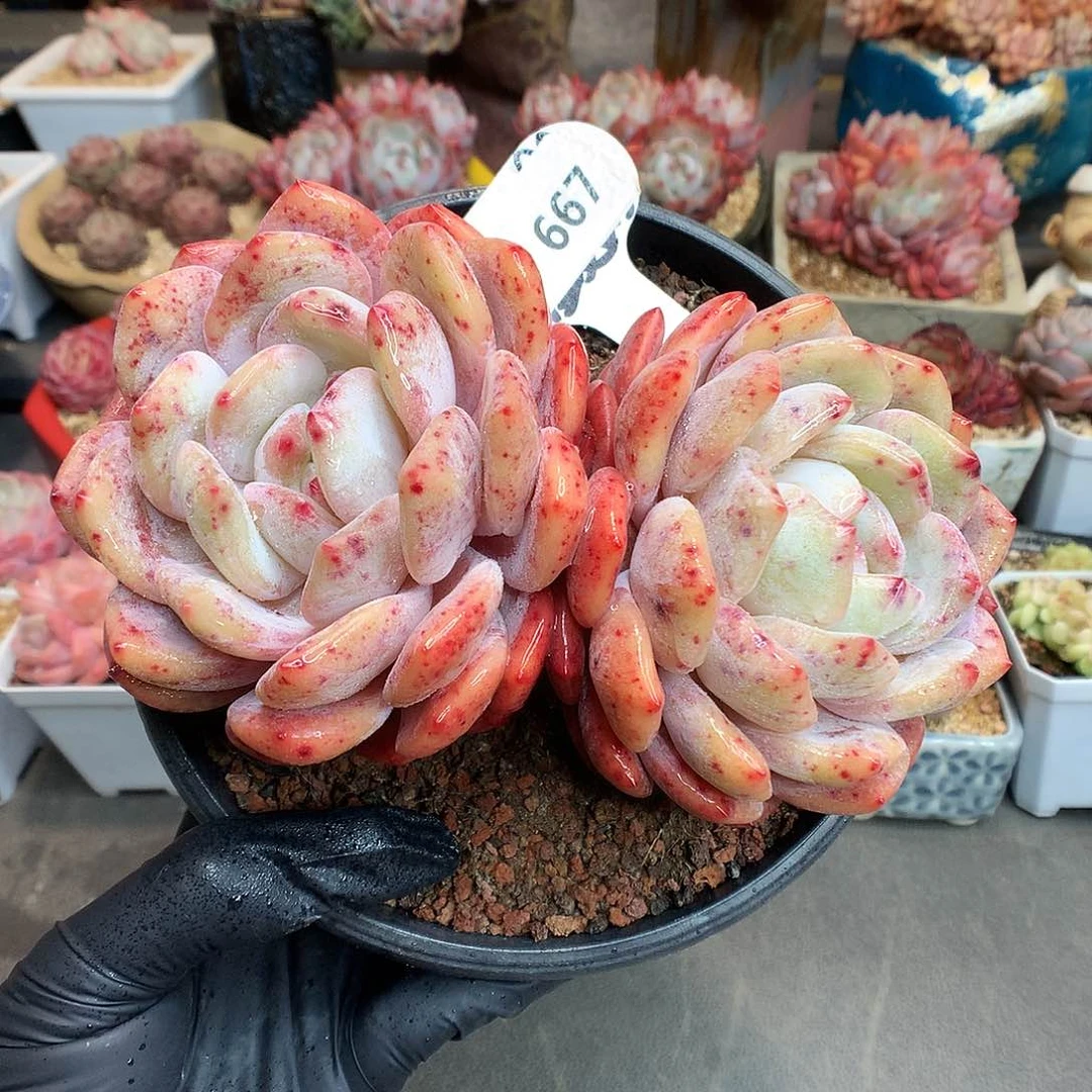 667 血斑橙子双头