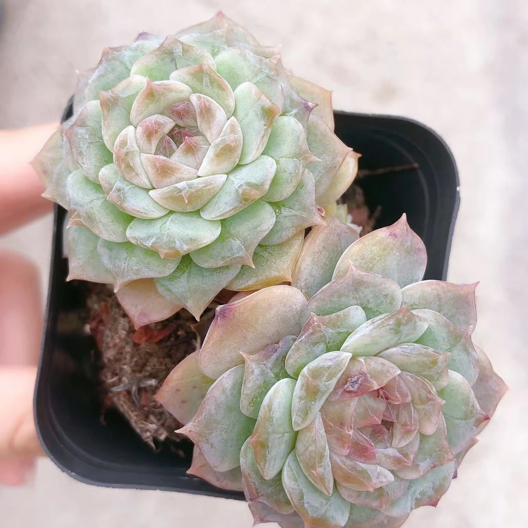 多肉植物   双头起日系纯爱一颗（尺寸5-6左右）满28包邮除偏远