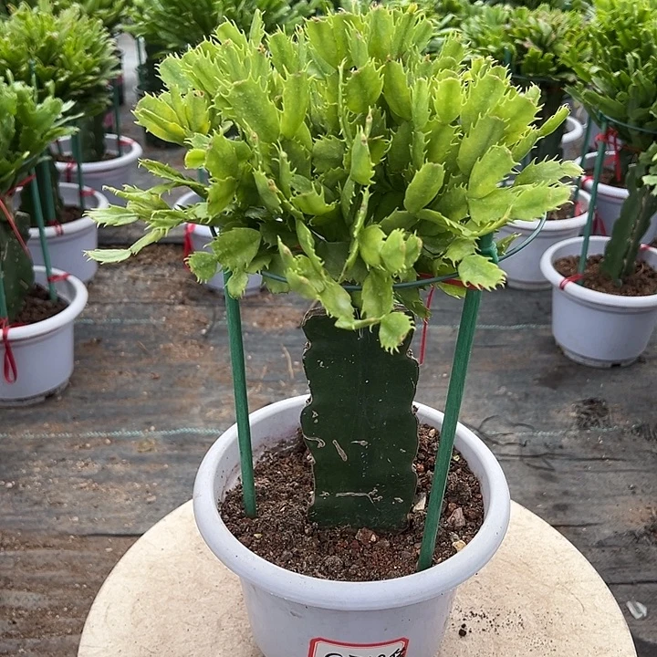 佳***妮妹妹蟹爪兰原土带花架