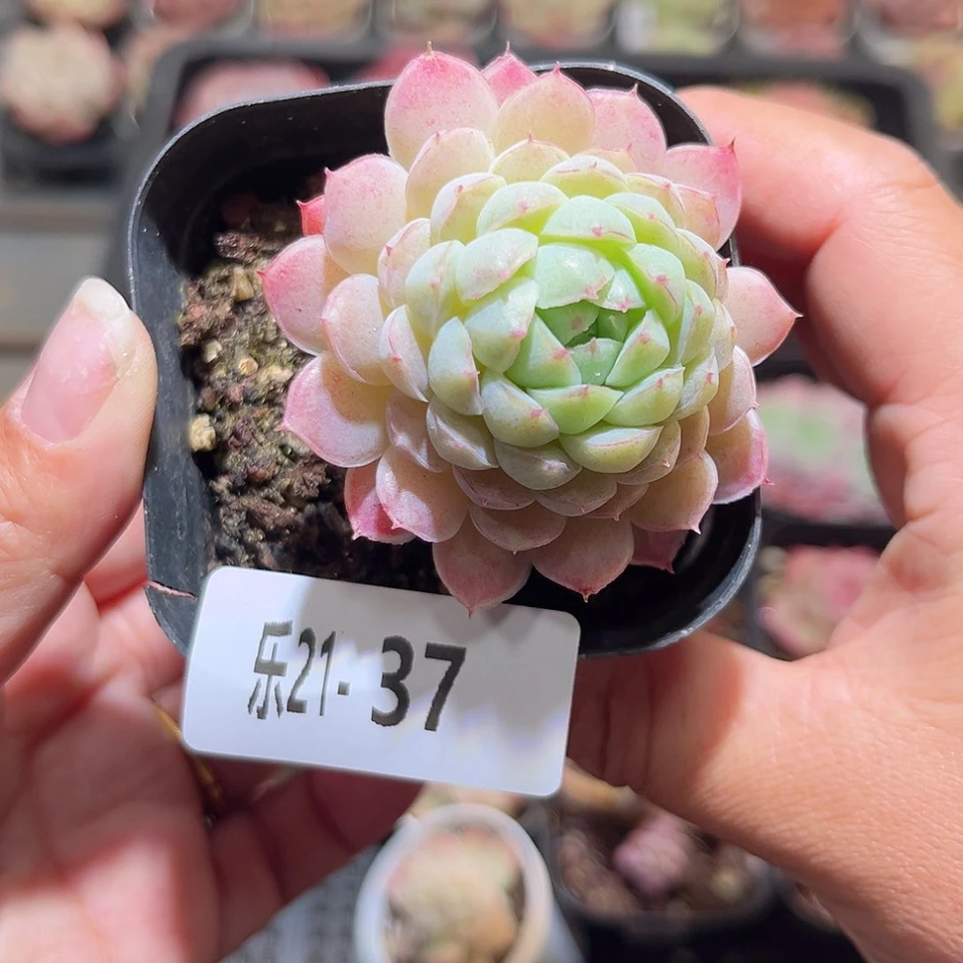 木乐21-37羊指球单头