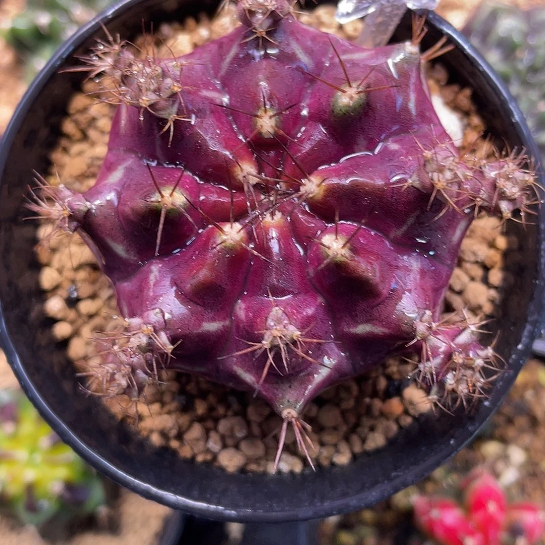 1-273米哈皮色球5.9厘米