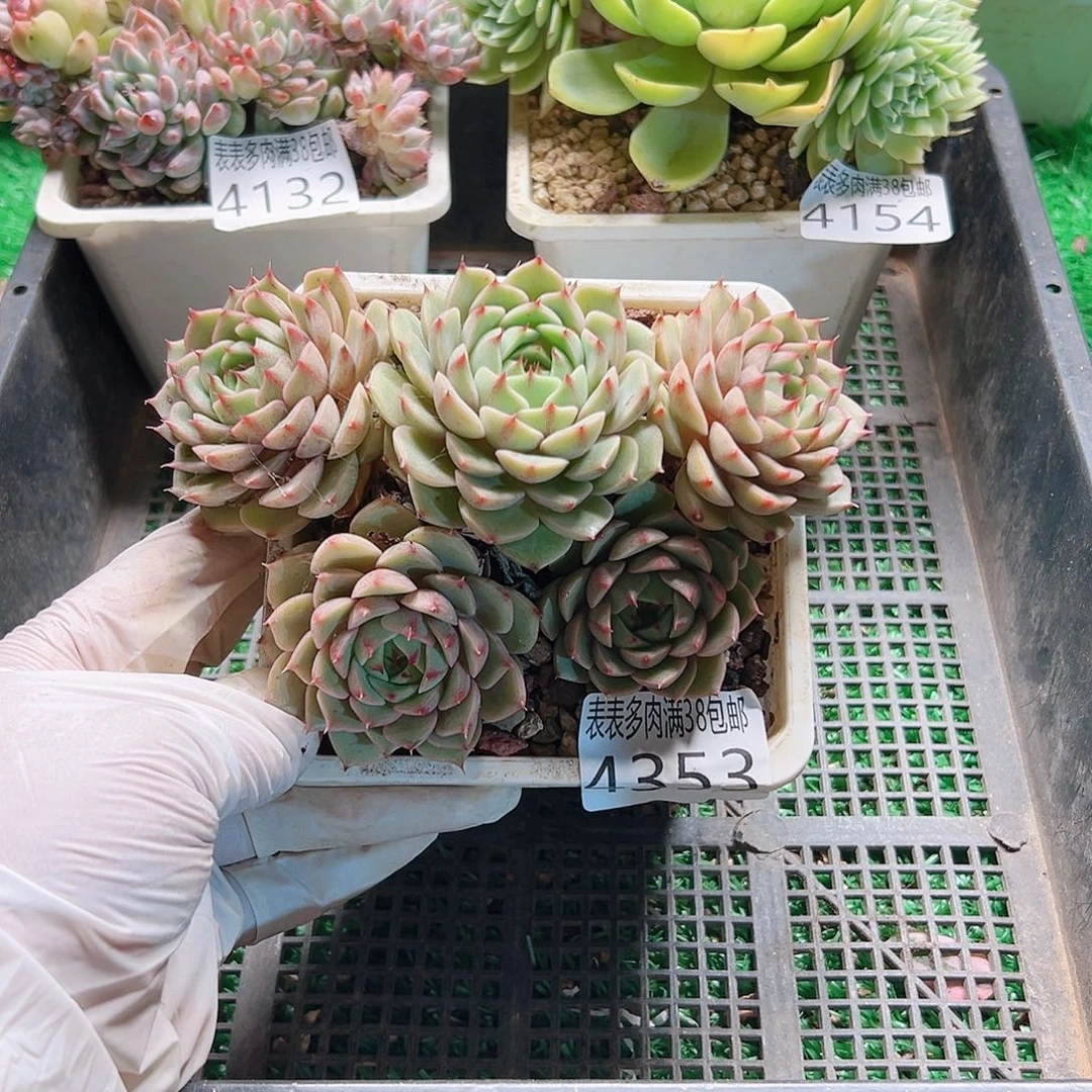 无花朵多肉一物一拍植物4353