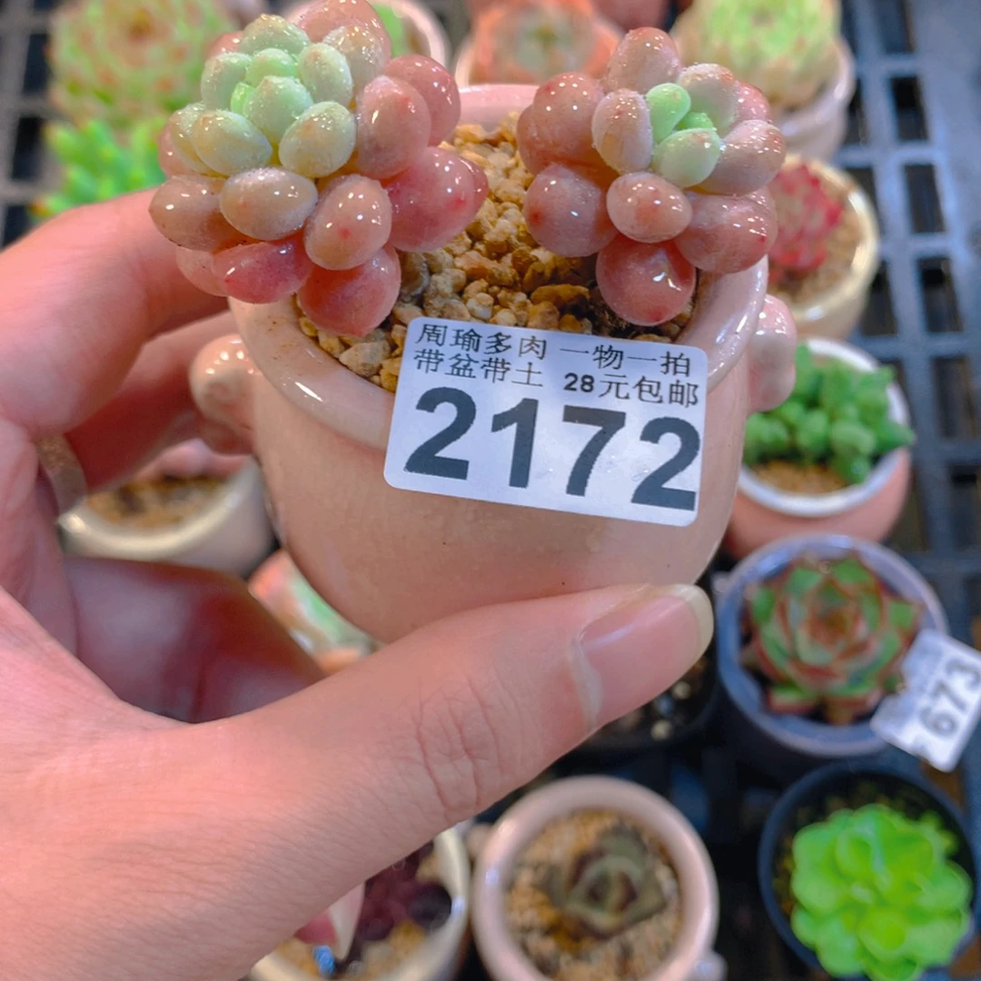 5厘米盆精控多肉2172