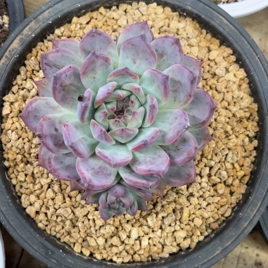 卡罗拉 带侧芽 夏鸣园艺
