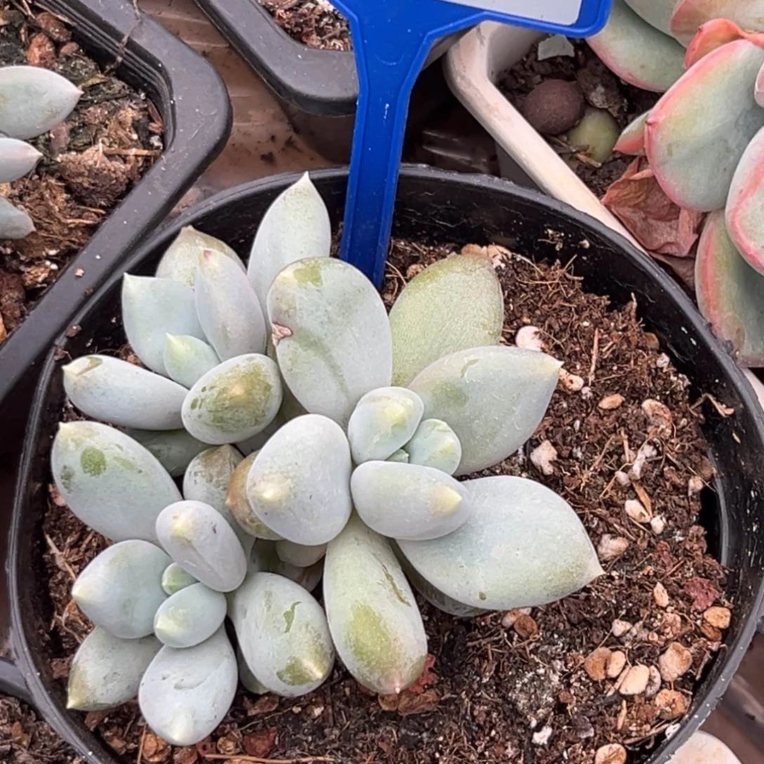 哥特胖体多肉植物181