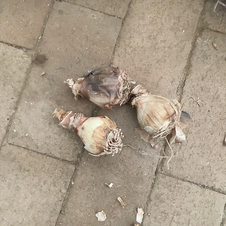直播间粉黛丑小球一个