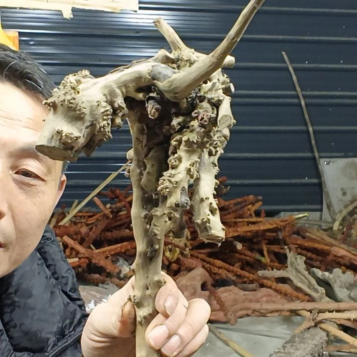 稳定木钧**青贵州檬子木   铁马鞭   根艺  半成品