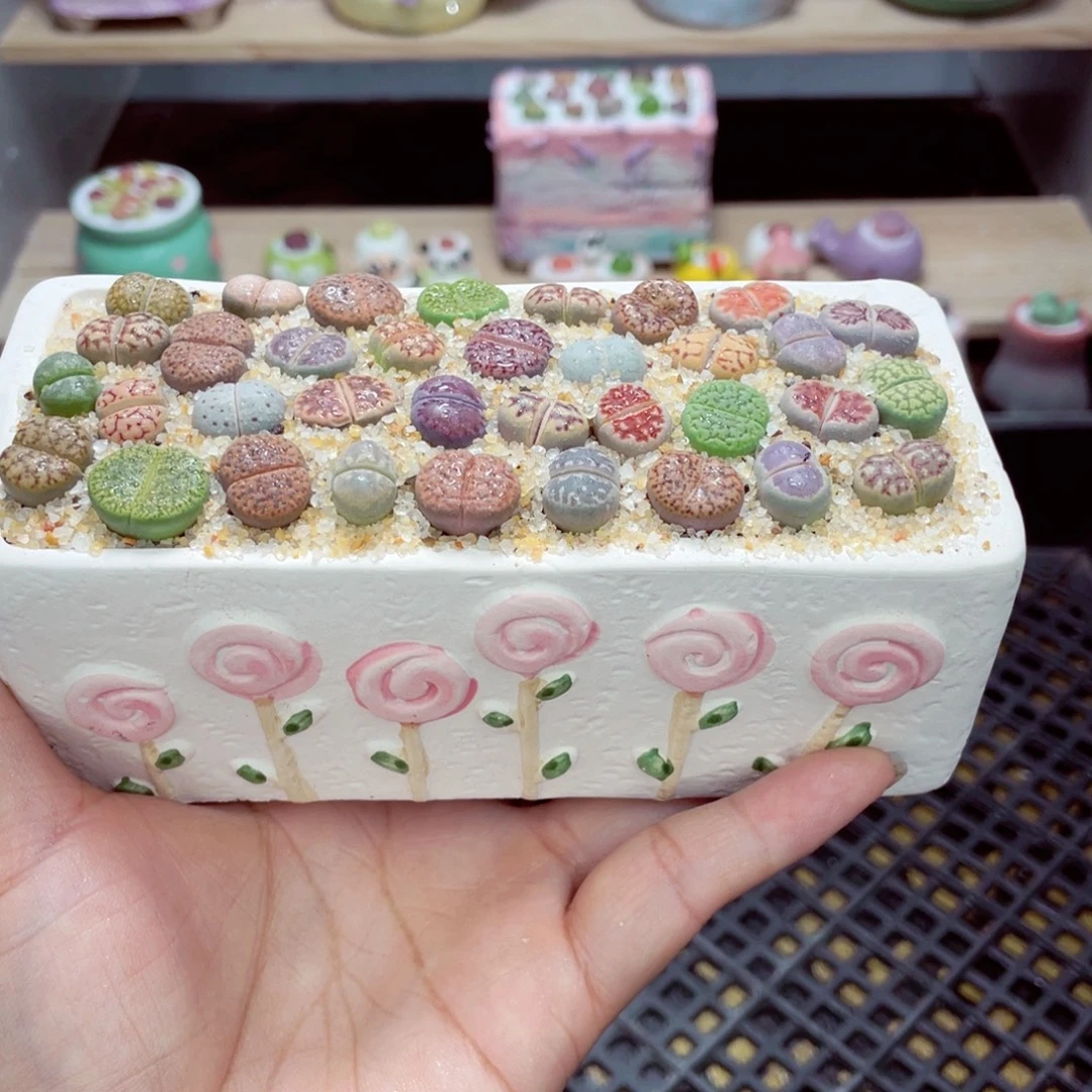 w9739 带盆土发货一物一拍