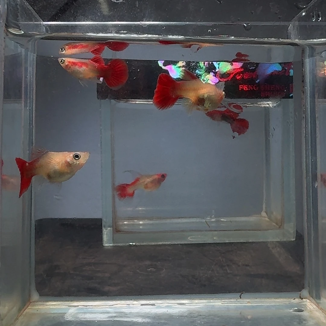 孔雀鱼黄暴球球体1公2母