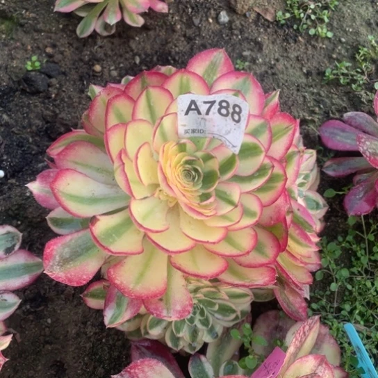 倾城788多肉植物17厘米