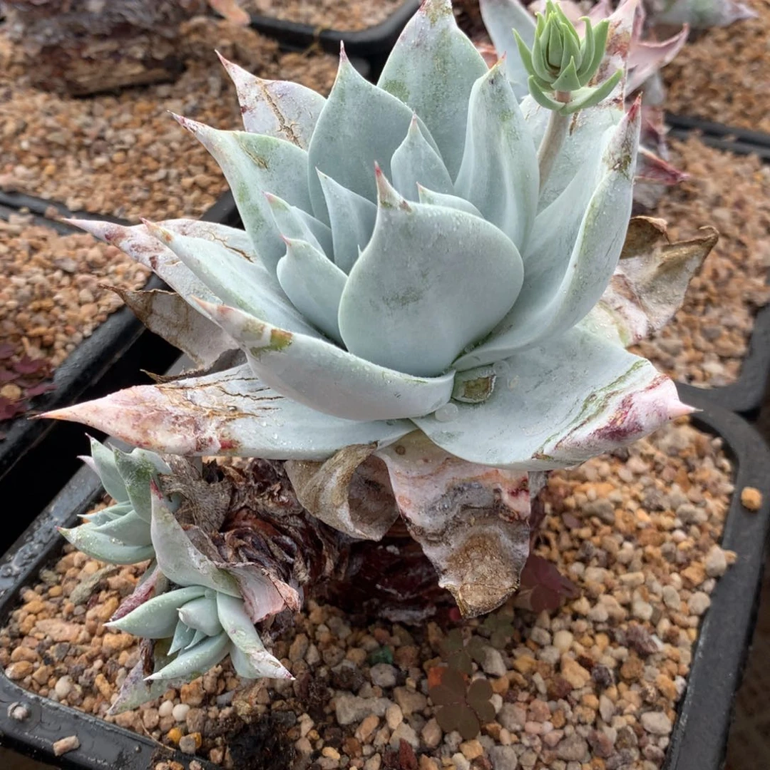 布瑞东尼026多肉植物