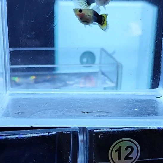 孔雀鱼12小蜜蜂玻璃猫一对