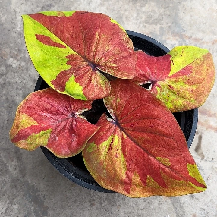 40-1113实生广东现货