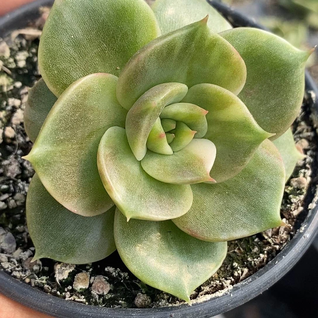 贝加尔湖锦拉丝  小方花圃一物一拍