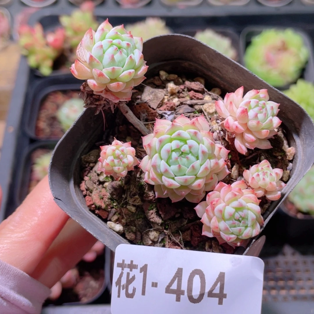 花利美1-404小粉莓