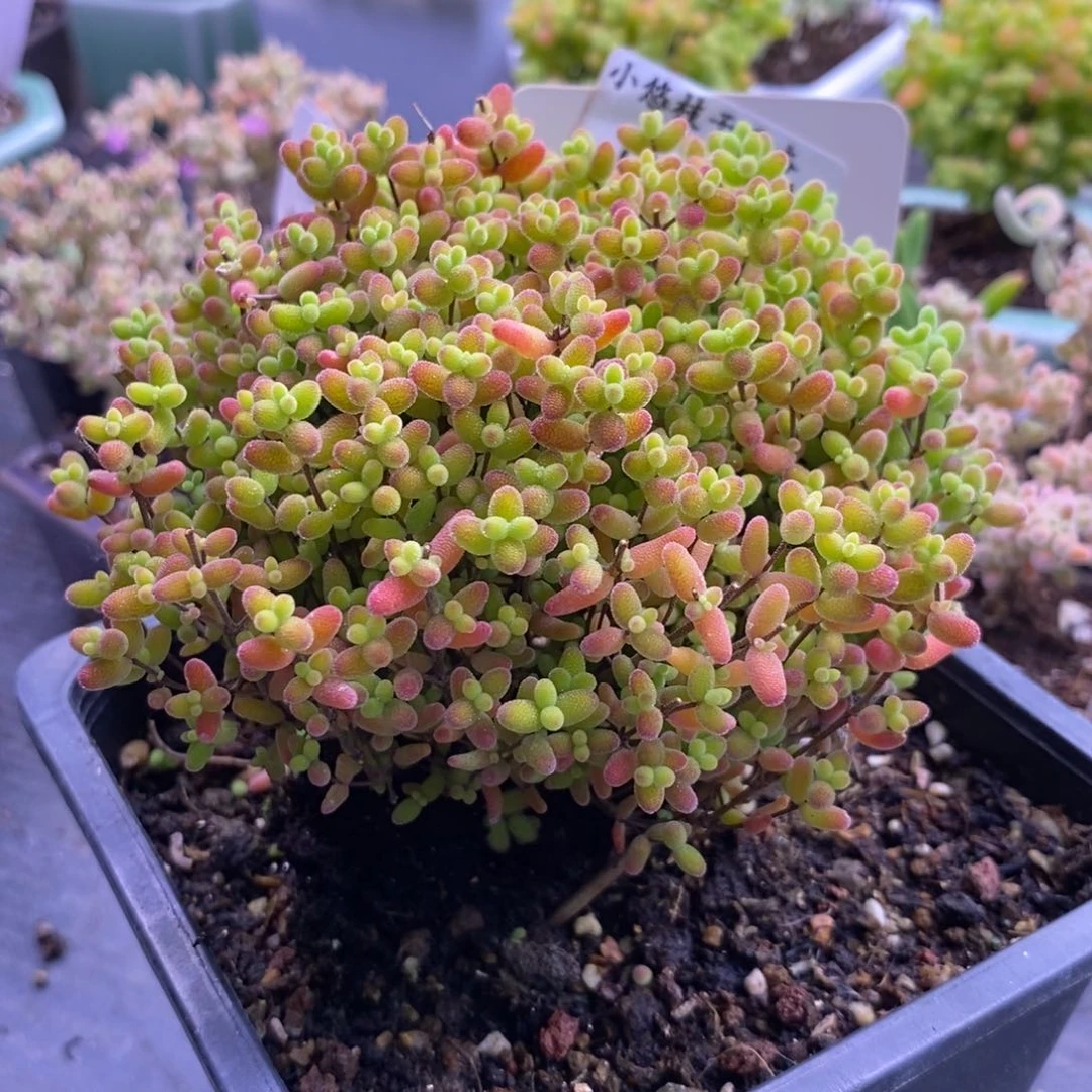 s***坤545蜜桔带盆。   陶瓷。